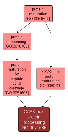 GO:0071586 - CAAX-box protein processing (interactive image map)