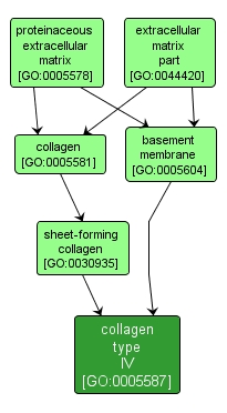 GO:0005587 - collagen type IV (interactive image map)