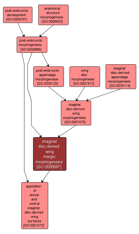 GO:0008587 - imaginal disc-derived wing margin morphogenesis (interactive image map)