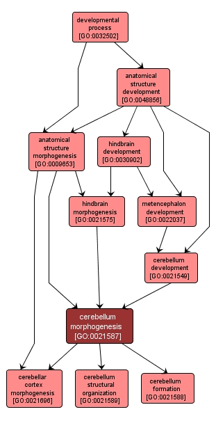 GO:0021587 - cerebellum morphogenesis (interactive image map)