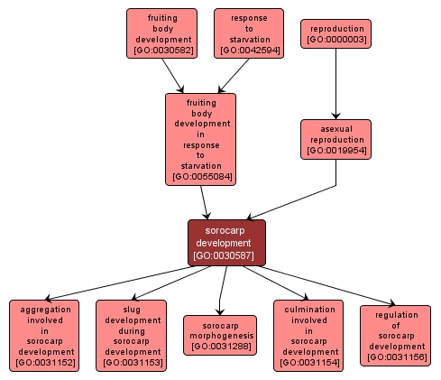 GO:0030587 - sorocarp development (interactive image map)
