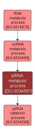 GO:0034587 - piRNA metabolic process (interactive image map)