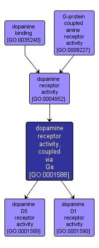 GO:0001588 - dopamine receptor activity, coupled via Gs (interactive image map)