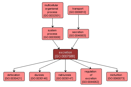 GO:0007588 - excretion (interactive image map)