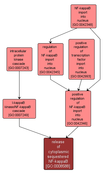 GO:0008588 - release of cytoplasmic sequestered NF-kappaB (interactive image map)