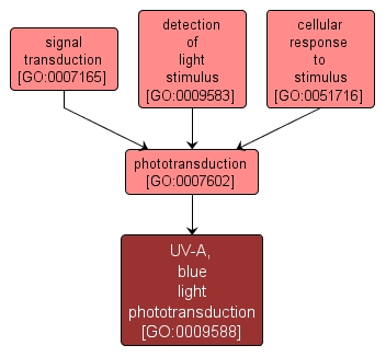 GO:0009588 - UV-A, blue light phototransduction (interactive image map)