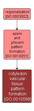 GO:0010588 - cotyledon vascular tissue pattern formation (interactive image map)