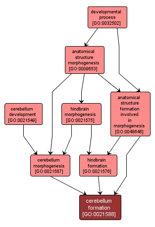 GO:0021588 - cerebellum formation (interactive image map)