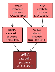 GO:0034588 - piRNA catabolic process (interactive image map)