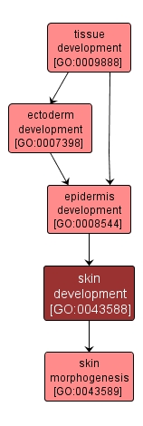 GO:0043588 - skin development (interactive image map)
