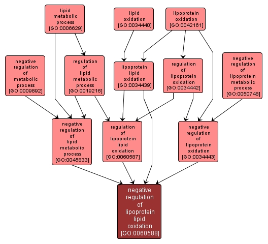 GO:0060588 - negative regulation of lipoprotein lipid oxidation (interactive image map)