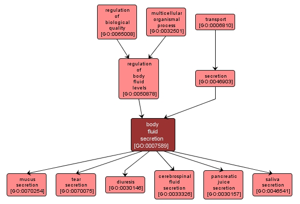 GO:0007589 - body fluid secretion (interactive image map)