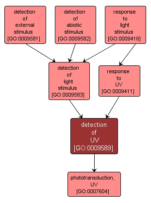 GO:0009589 - detection of UV (interactive image map)