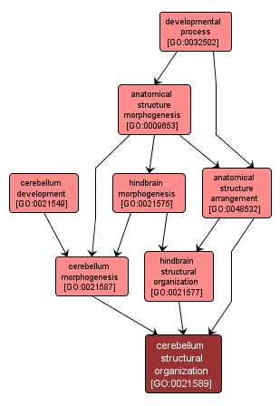 GO:0021589 - cerebellum structural organization (interactive image map)