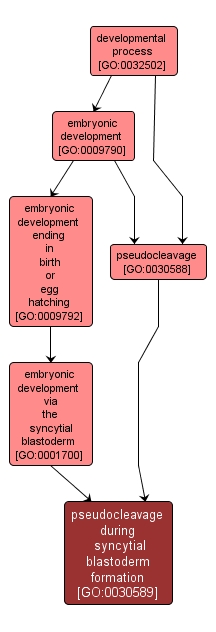GO:0030589 - pseudocleavage during syncytial blastoderm formation (interactive image map)