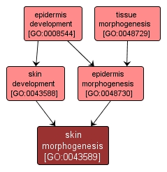 GO:0043589 - skin morphogenesis (interactive image map)