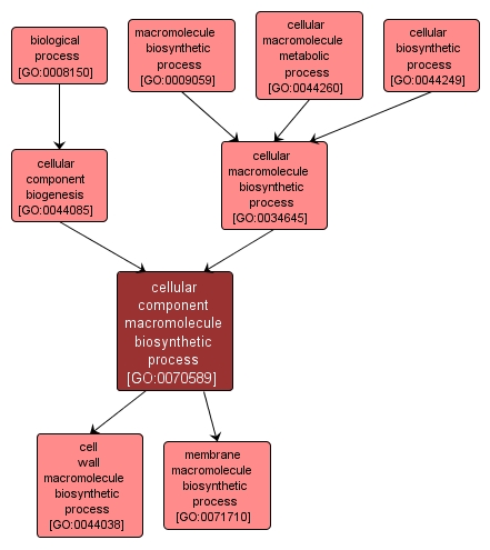 GO:0070589 - cellular component macromolecule biosynthetic process (interactive image map)