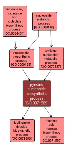 GO:0071589 - pyridine nucleoside biosynthetic process (interactive image map)
