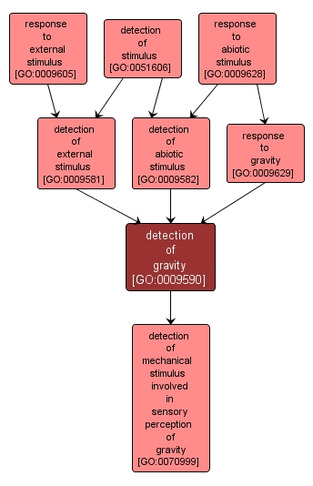 GO:0009590 - detection of gravity (interactive image map)