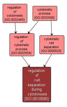 GO:0010590 - regulation of cell separation during cytokinesis (interactive image map)