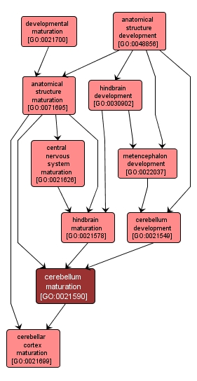GO:0021590 - cerebellum maturation (interactive image map)