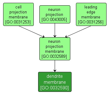 GO:0032590 - dendrite membrane (interactive image map)