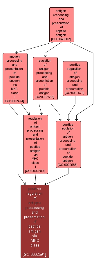 GO:0002591 - positive regulation of antigen processing and presentation of peptide antigen via MHC class I (interactive image map)
