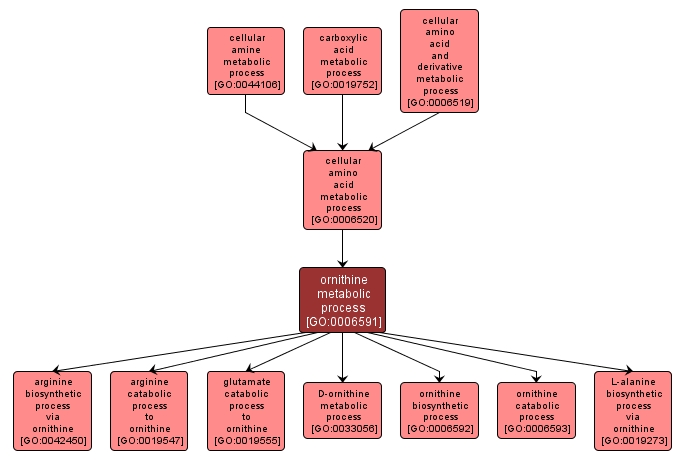 GO:0006591 - ornithine metabolic process (interactive image map)