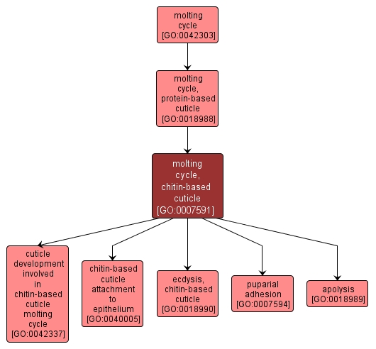 GO:0007591 - molting cycle, chitin-based cuticle (interactive image map)