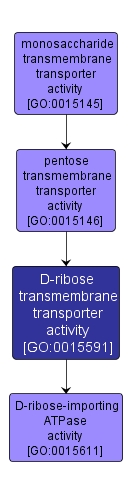 GO:0015591 - D-ribose transmembrane transporter activity (interactive image map)