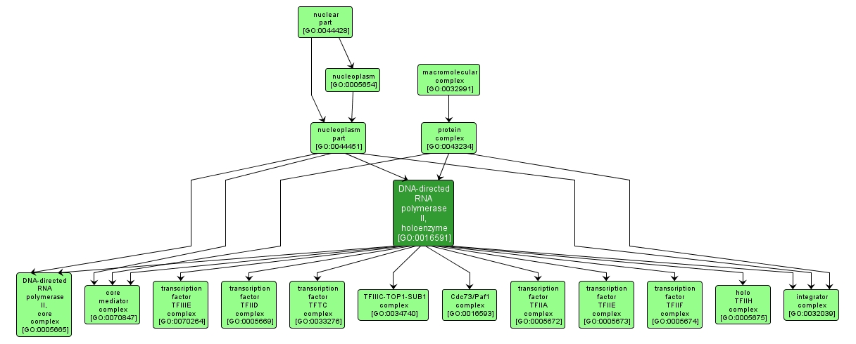 GO:0016591 - DNA-directed RNA polymerase II, holoenzyme (interactive image map)