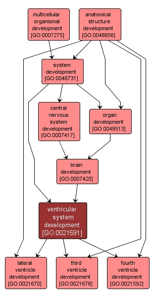 GO:0021591 - ventricular system development (interactive image map)
