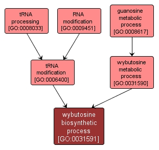GO:0031591 - wybutosine biosynthetic process (interactive image map)