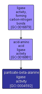 GO:0004592 - pantoate-beta-alanine ligase activity (interactive image map)