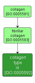 GO:0005592 - collagen type XI (interactive image map)