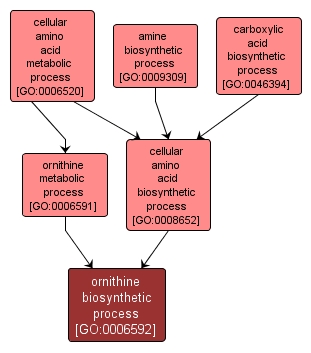 GO:0006592 - ornithine biosynthetic process (interactive image map)