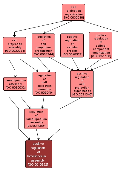 GO:0010592 - positive regulation of lamellipodium assembly (interactive image map)