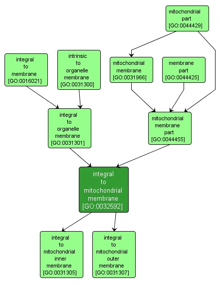 GO:0032592 - integral to mitochondrial membrane (interactive image map)