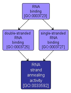 GO:0033592 - RNA strand annealing activity (interactive image map)
