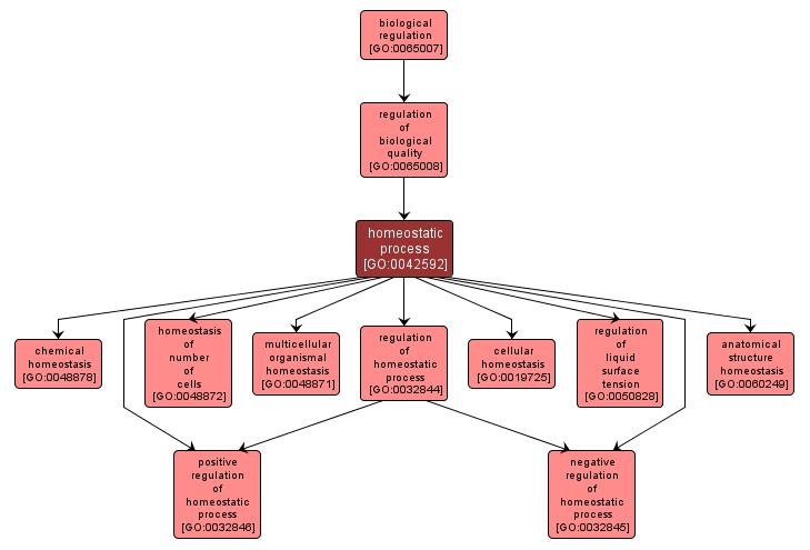 GO:0042592 - homeostatic process (interactive image map)