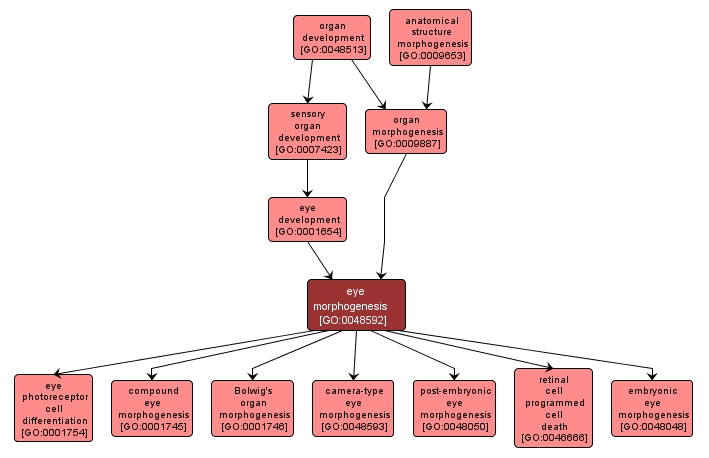 GO:0048592 - eye morphogenesis (interactive image map)