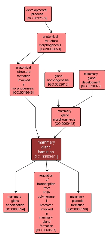 GO:0060592 - mammary gland formation (interactive image map)