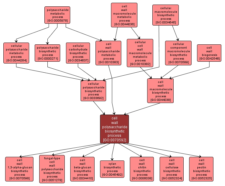 GO:0070592 - cell wall polysaccharide biosynthetic process (interactive image map)