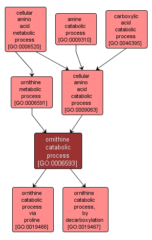GO:0006593 - ornithine catabolic process (interactive image map)