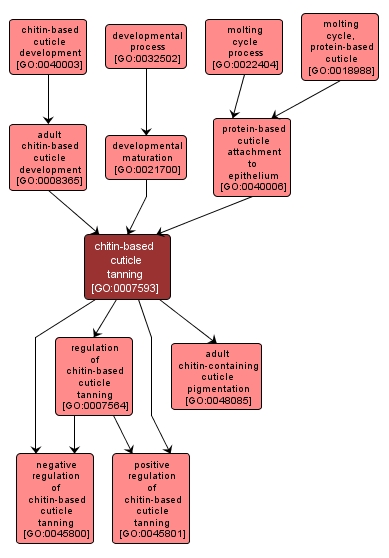 GO:0007593 - chitin-based cuticle tanning (interactive image map)