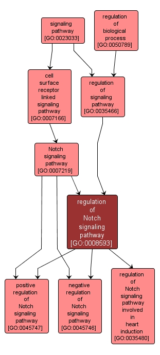 GO:0008593 - regulation of Notch signaling pathway (interactive image map)