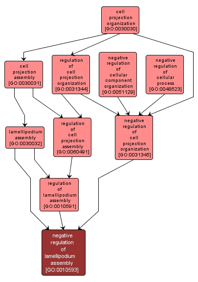 GO:0010593 - negative regulation of lamellipodium assembly (interactive image map)