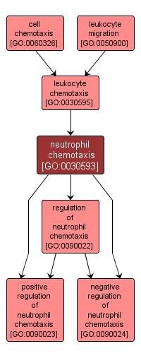 GO:0030593 - neutrophil chemotaxis (interactive image map)
