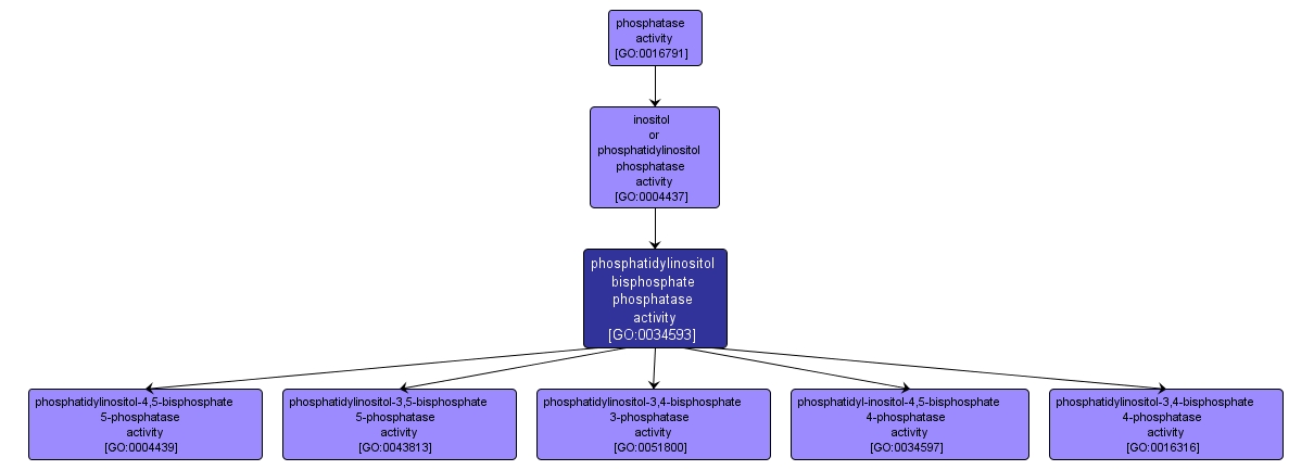 GO:0034593 - phosphatidylinositol bisphosphate phosphatase activity (interactive image map)