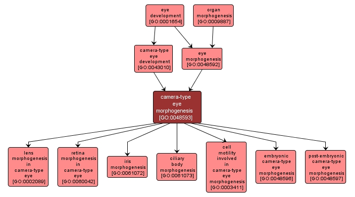 GO:0048593 - camera-type eye morphogenesis (interactive image map)